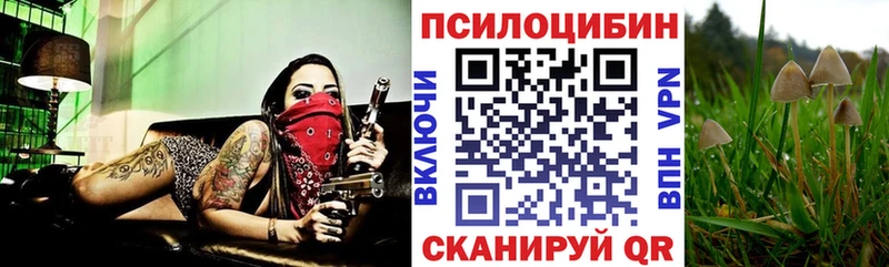 где купить наркоту  Саратов  Псилоцибиновые грибы мицелий 